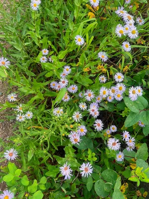 Purple aster wildflowers