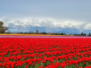 Field of red tulips