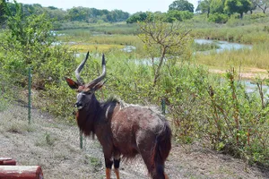 Waterbuck, Kruger National Park