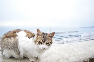 Cat above the port of Tangiers