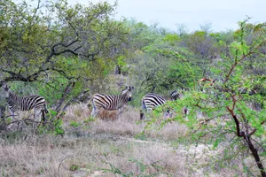 Zebras in the bush, Kruger National Park