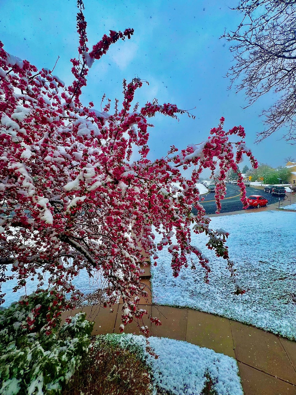 Blossoming tree weighed down by snow