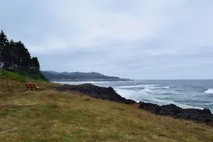 Grass and bench above coastline