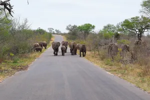 Herd of elephants walking on the road toward the camera