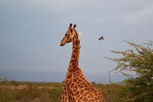 Giraffe against the sky with a flying bird of prey