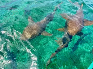 Sharks just below the surface in clear water