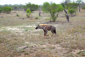 A hyena trotting in the bush