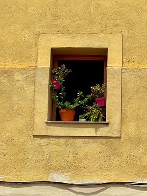 Potted plants in a window of a yellow building