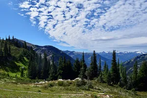 Evergreen trees and clouds