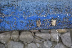 Tiny bats on a worn blue surface