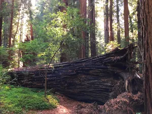 Redwood tree on its side in the forest