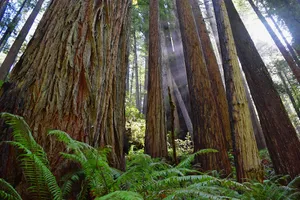 Rays of sunlight shining into redwood forest