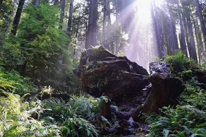 Sunlight shining on fallen redwood