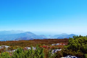 Shrubs and distant mountains from Table Mountain