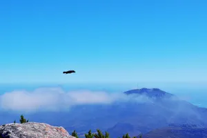 Eagle soaring over Table Mountain