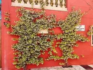 Flowering vine on a red wall