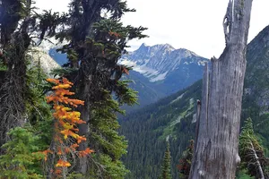 Orange conifer with distant mountain peak