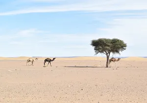 Three camels and a lone tree in the desert