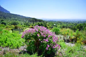 Flowers and view of Cape Town from Kirstenbosch Botanical Garden