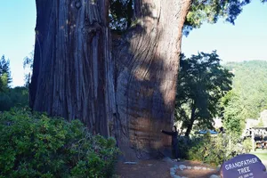 Woman hugging the giant redwood Grandfather Tree