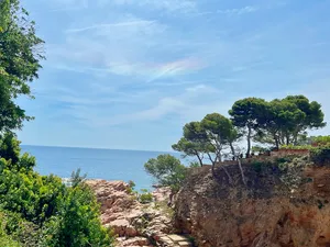 Trees on a cliff above the Mediterranean