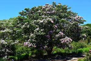 Full flowering tree