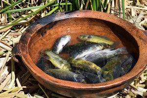 Large ceramic bowl of fresh caught fish