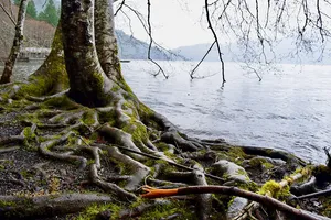 Gnarled tree roots on the shore of a lake