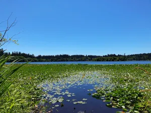 Lily pads on a lake