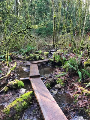 Plank bridge over a stream in the forest