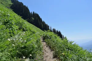 Trail along a steep mountain slope with grass and trees