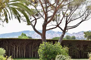 Tree above the city