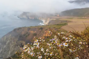 Wildflowers above blurry Big Sur coast