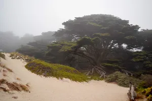 Tree on the beach in the fog