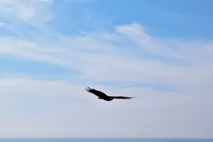 California condor in flight