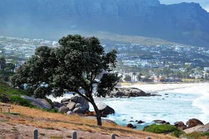 Bending, flowering tree below Table Mountain