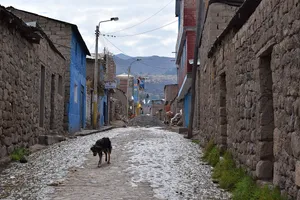 Mangy dog on a stone road