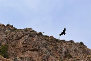 Andean condor flying above rocks