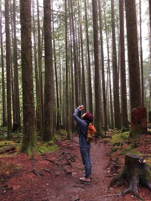 Person looking up and taking a picture among tall trees