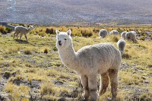 Fluffy white llama with dopey expression