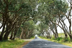 Road beneath tall, wavy trees