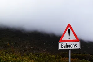 A warning sign for baboons beneath the fog