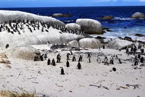 Rookery of penguins