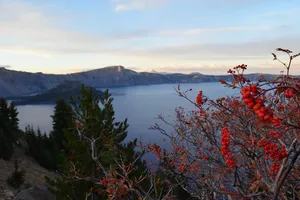 Wild red berries above Crater Lake