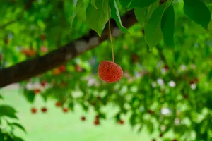 Small bright red fruit on a tree