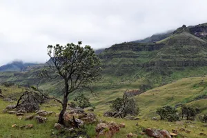 Tree in front of green landscape