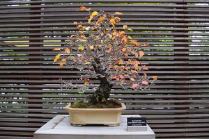 Dwarf Asian pear bonsai