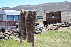 Sheepskin hanging on barbed wire