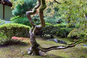 Tree in Japanese garden with dramatic forks