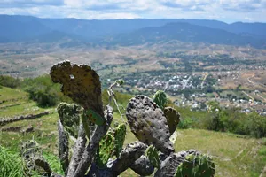 Cactus above a valley